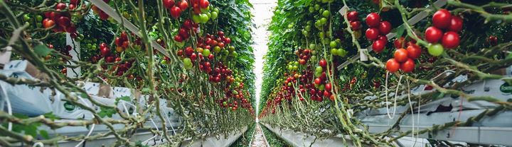 Organic Farming in UAE: A Complete Guide to Getting Started